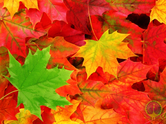 classic_autumn_leaves_wallp_tlg_650